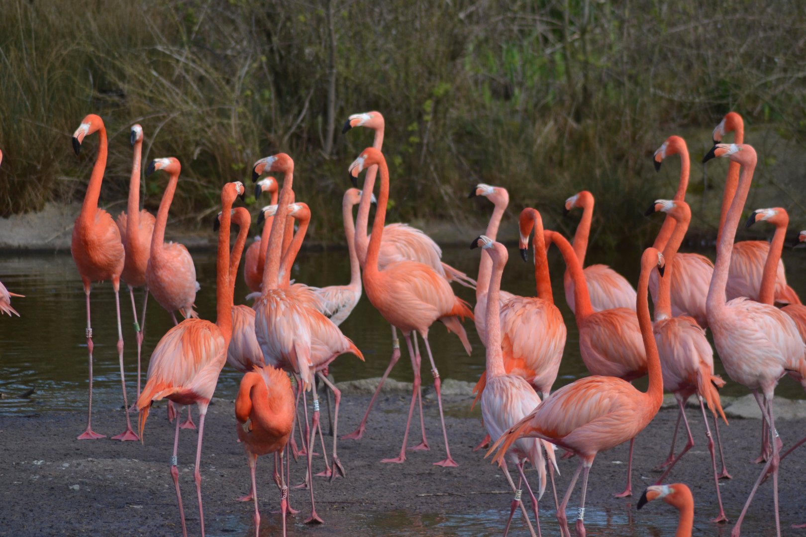 Caribbean flamingos