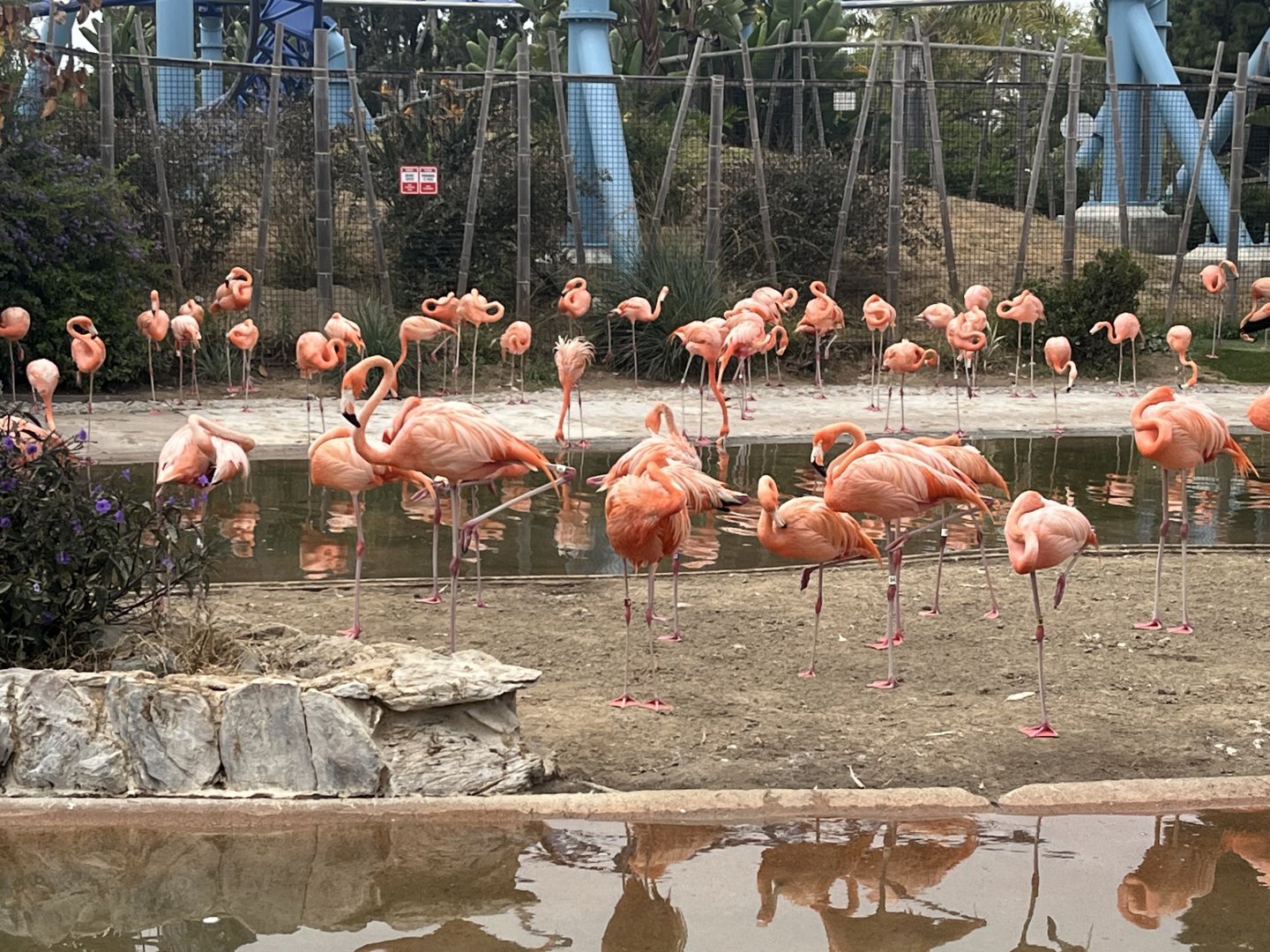 Caribbean Flamingos