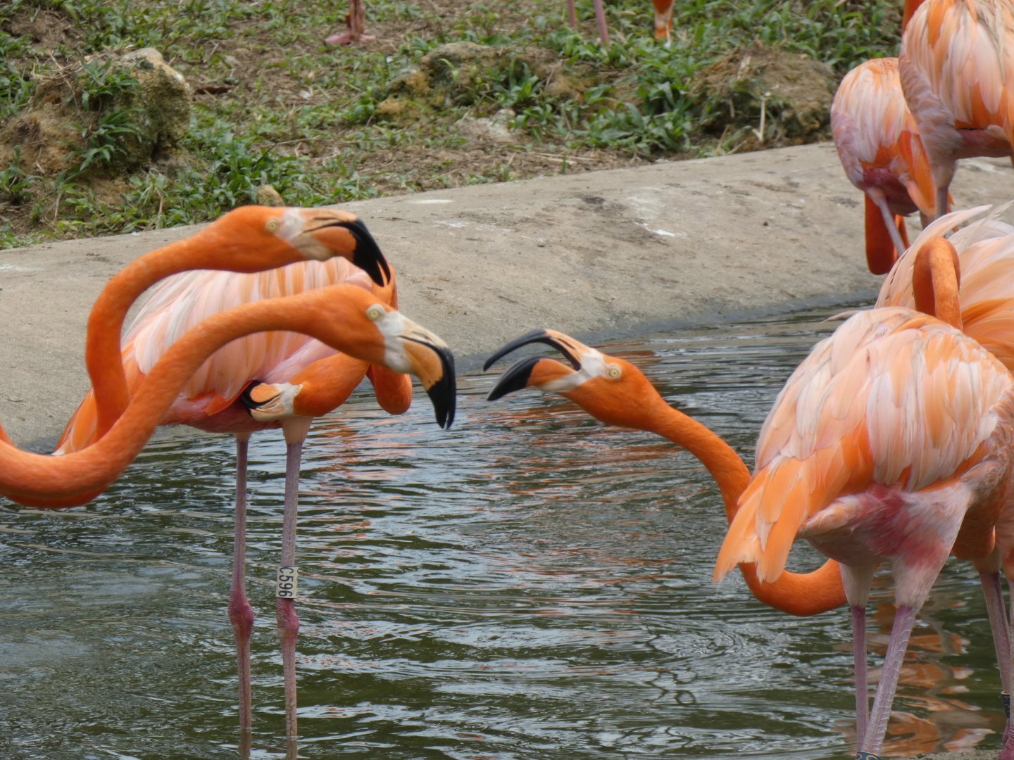 Caribbean flamingos