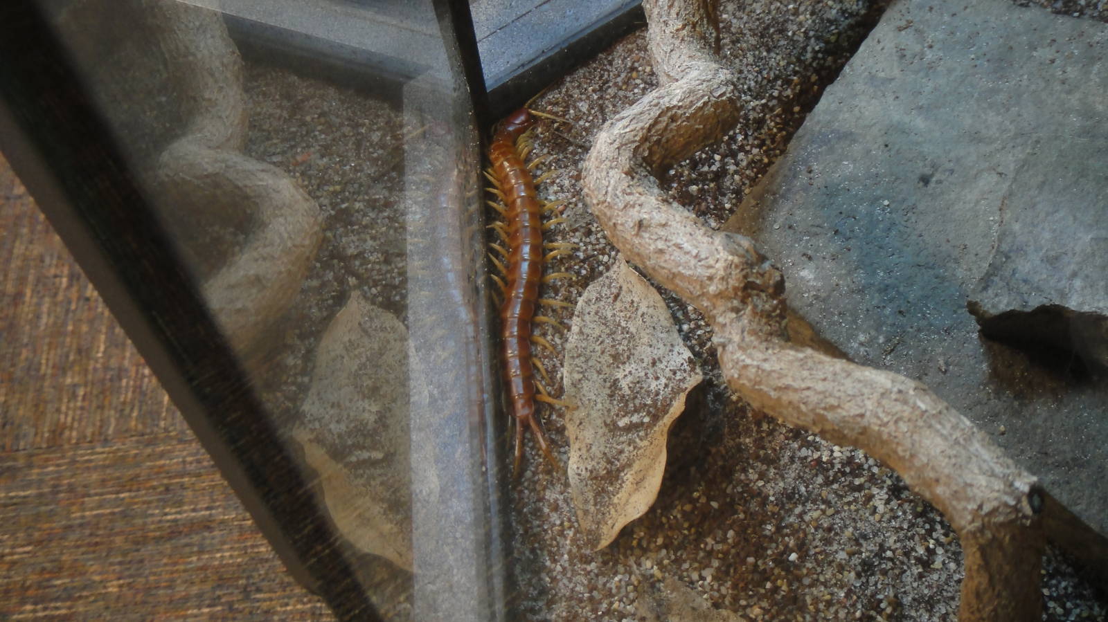 Caribbean giant centipede at Museum of life and science 2015-1-31