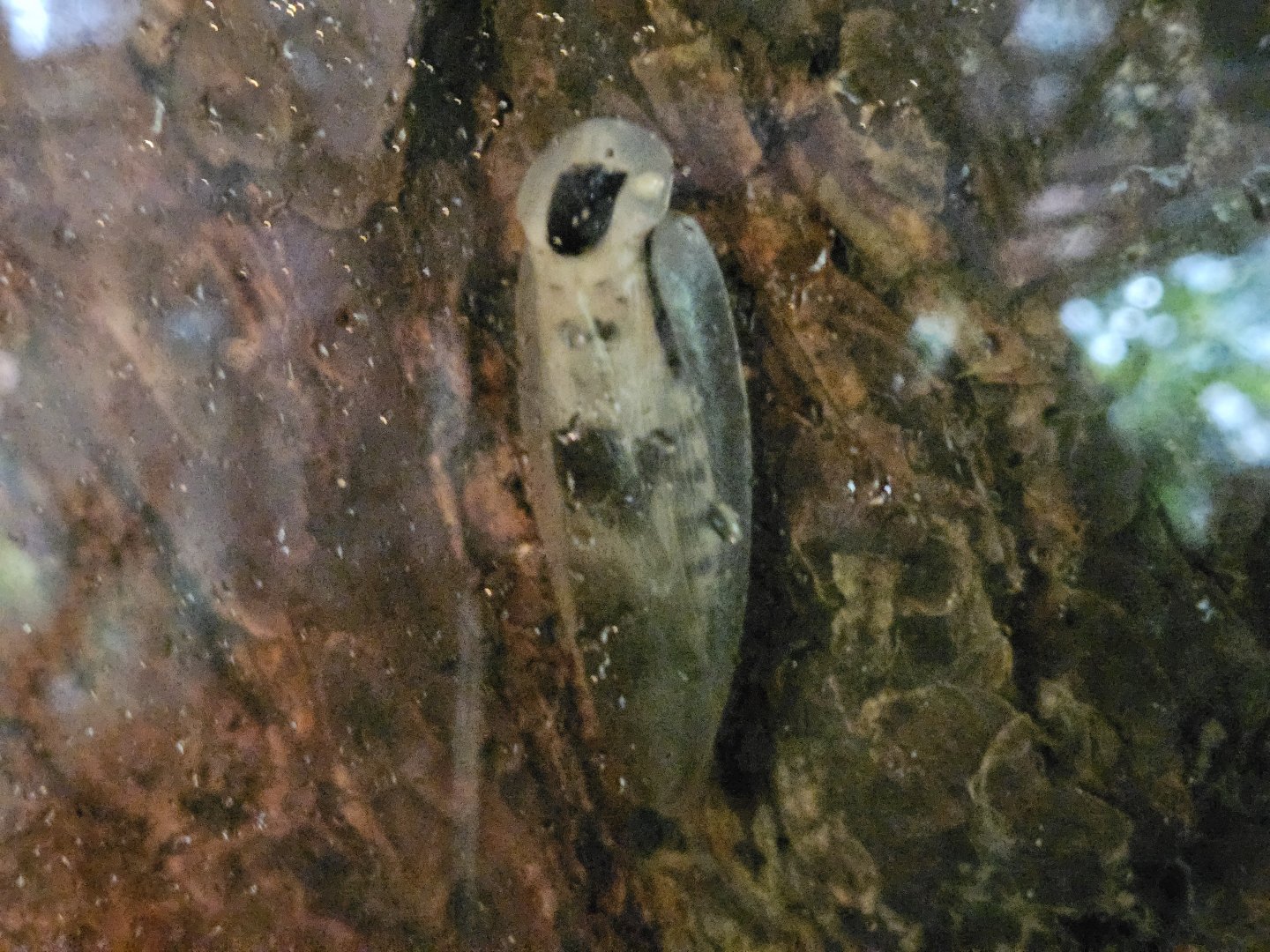 Caribbean Giant Cockroaches
