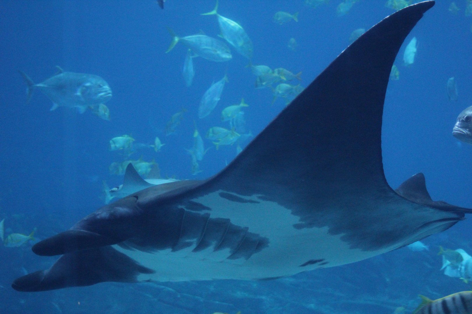 Caribbean Giant Oceanic Ray