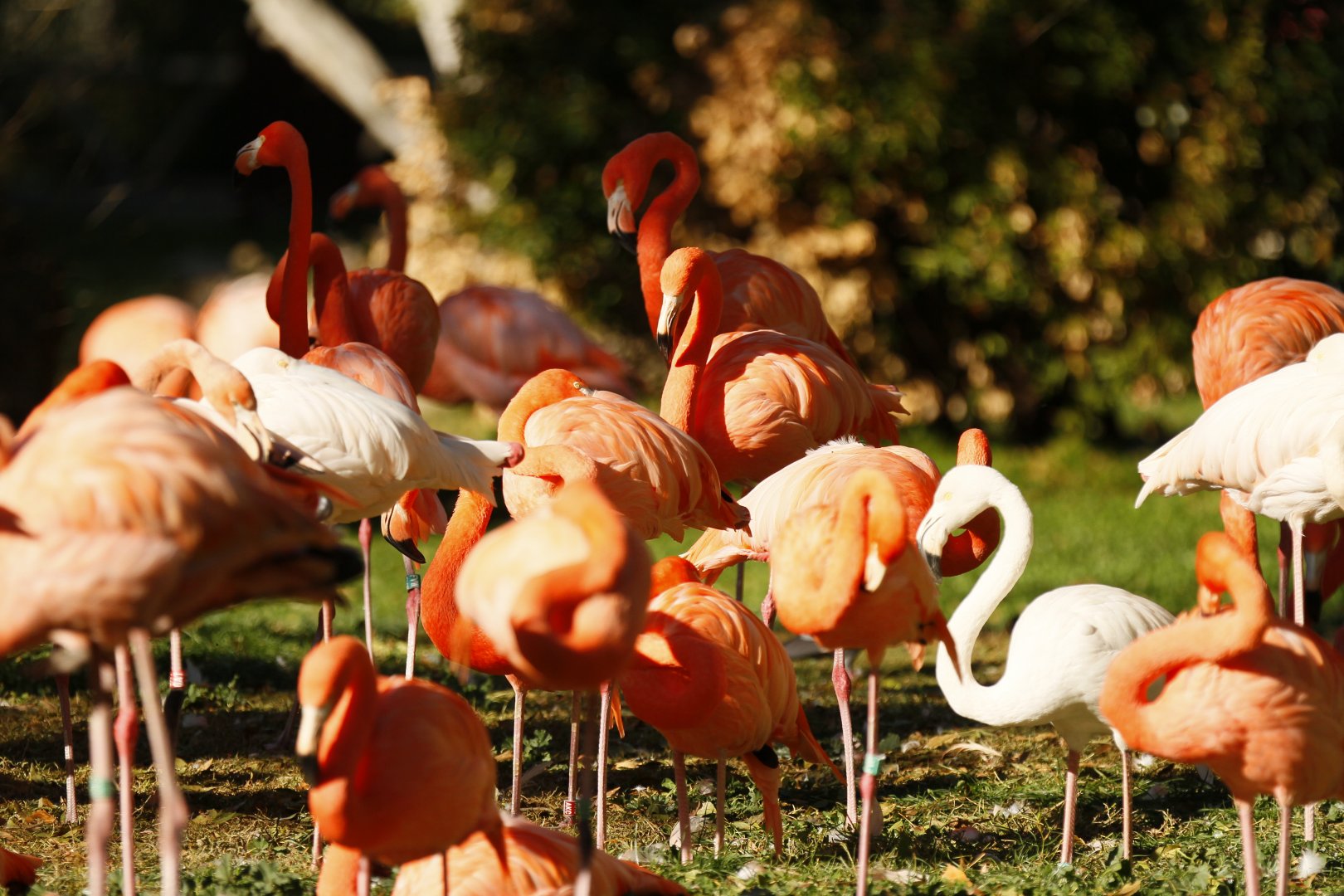Caribbean & Greater flamingos