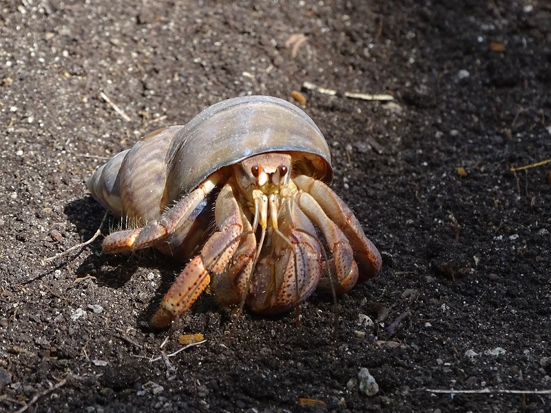 Caribbean hermit crab (Coenobita clypeatus)