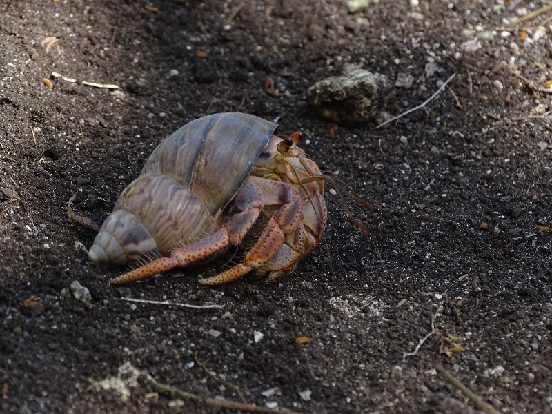 Caribbean hermit crab (Coenobita clypeatus)