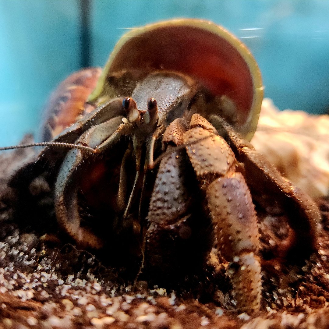 Caribbean Hermit Crab (Coenobita clypeatus)