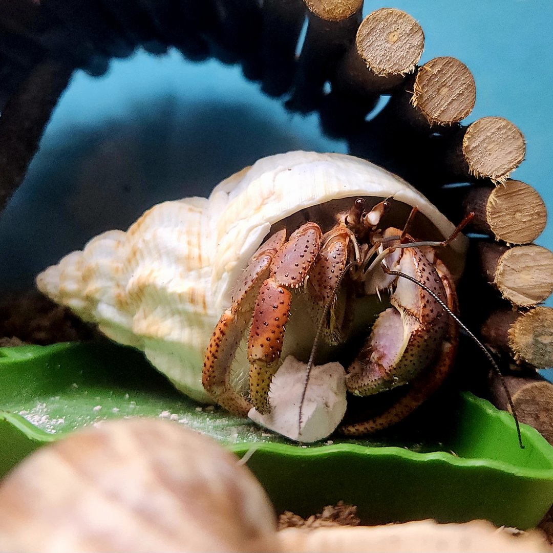 Caribbean Hermit Crab (Coenobita clypeatus)