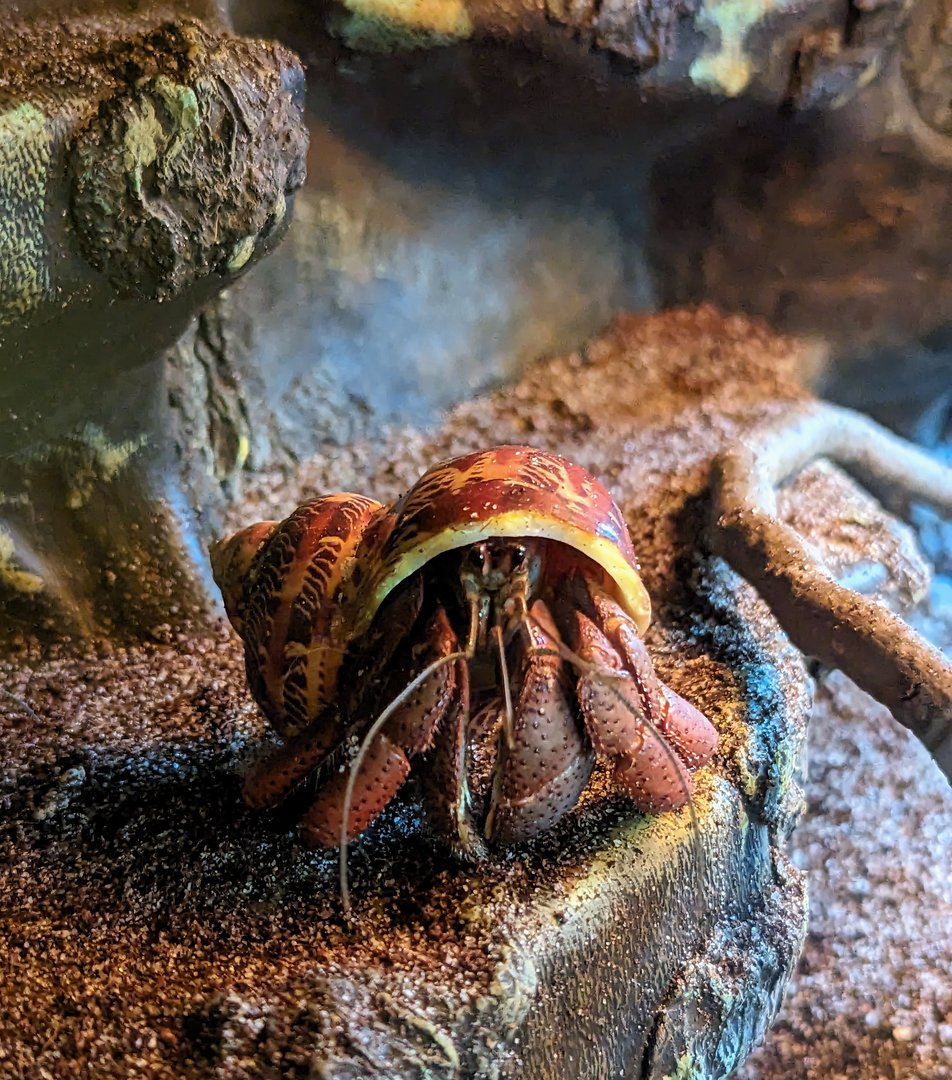 Caribbean Hermit-crab - July 8th 2023