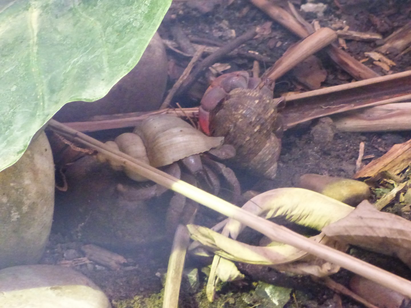 Caribbean Hermit Crab