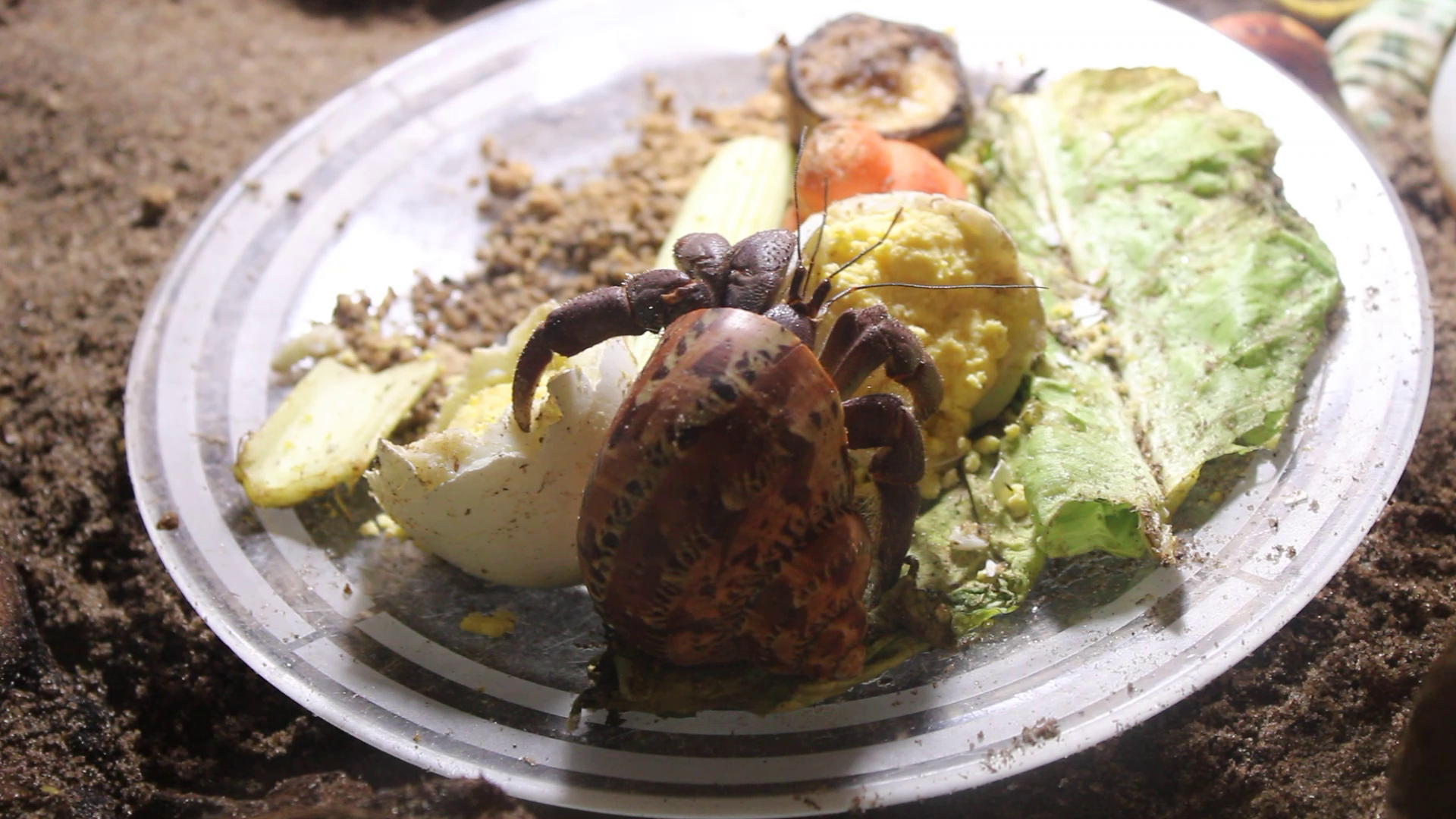 Caribbean Hermit Crab