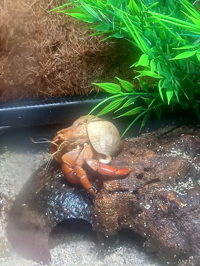 Caribbean Hermit Crab