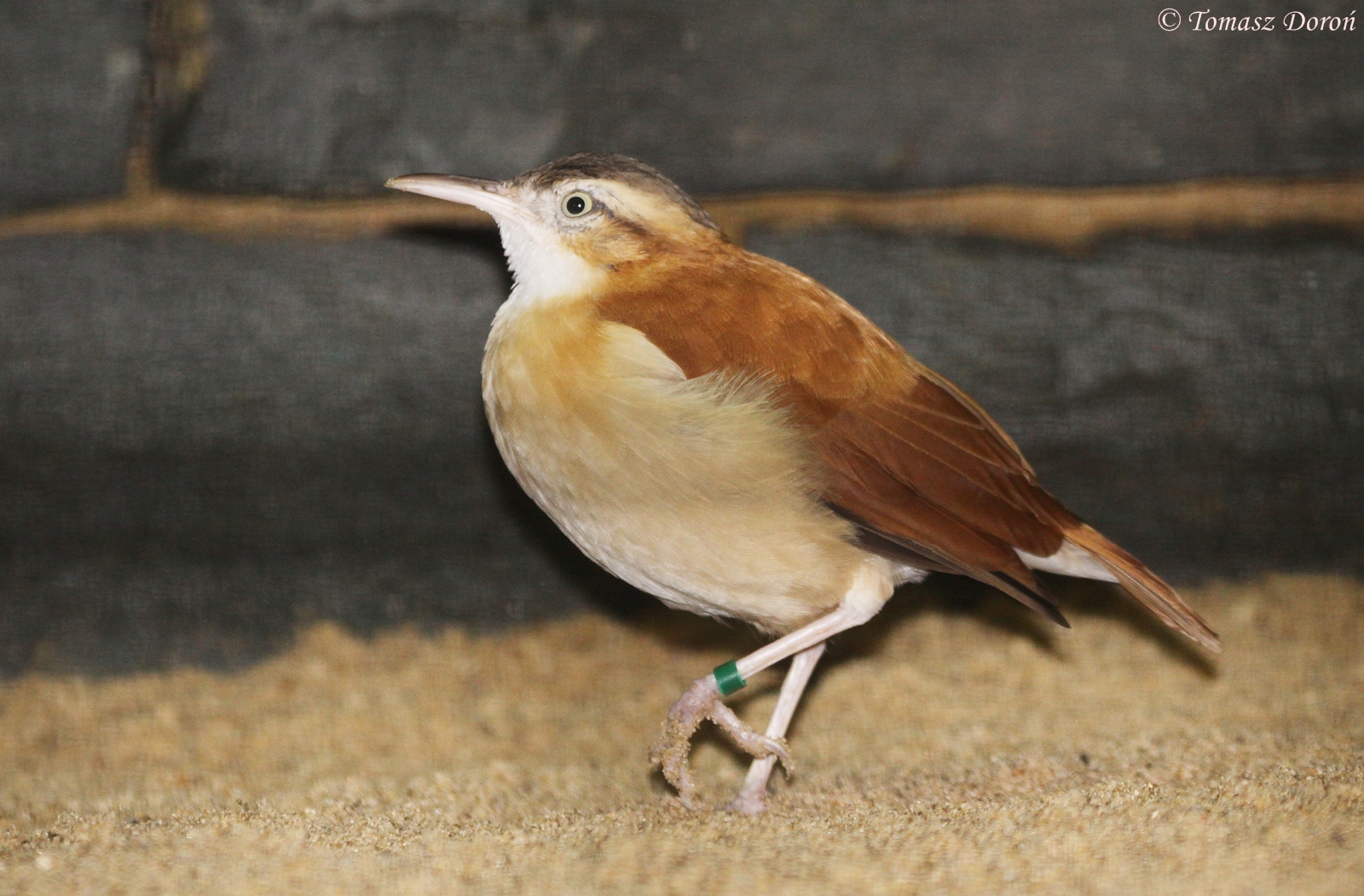 Caribbean Hornero (Furnarius longirostris), October 2009