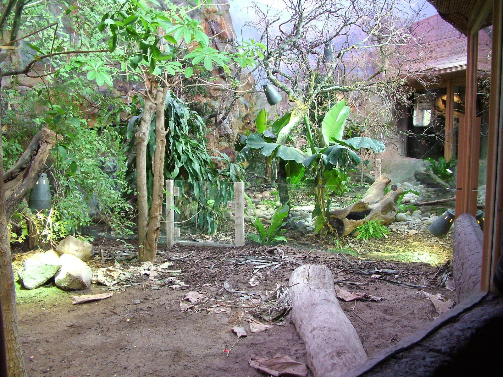 Caribbean Iguana exhibit at Chester 06/03/10