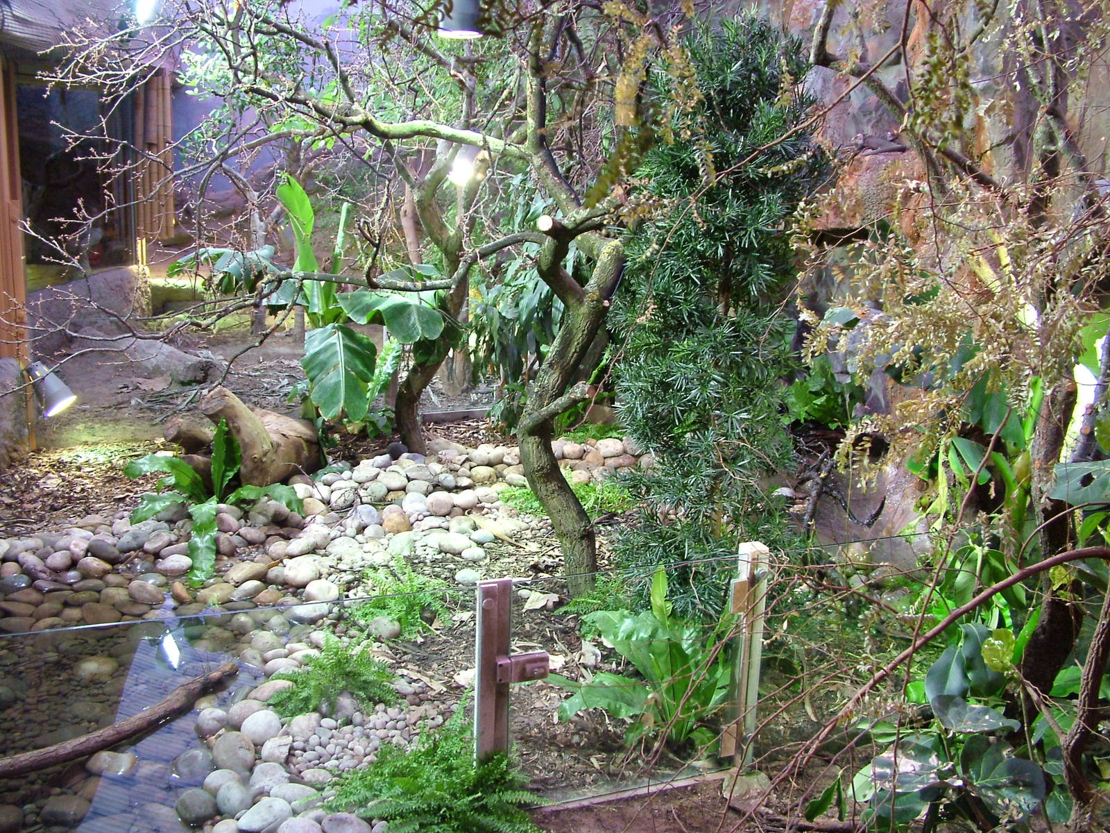 Caribbean Iguana exhibit at Chester 06/03/10