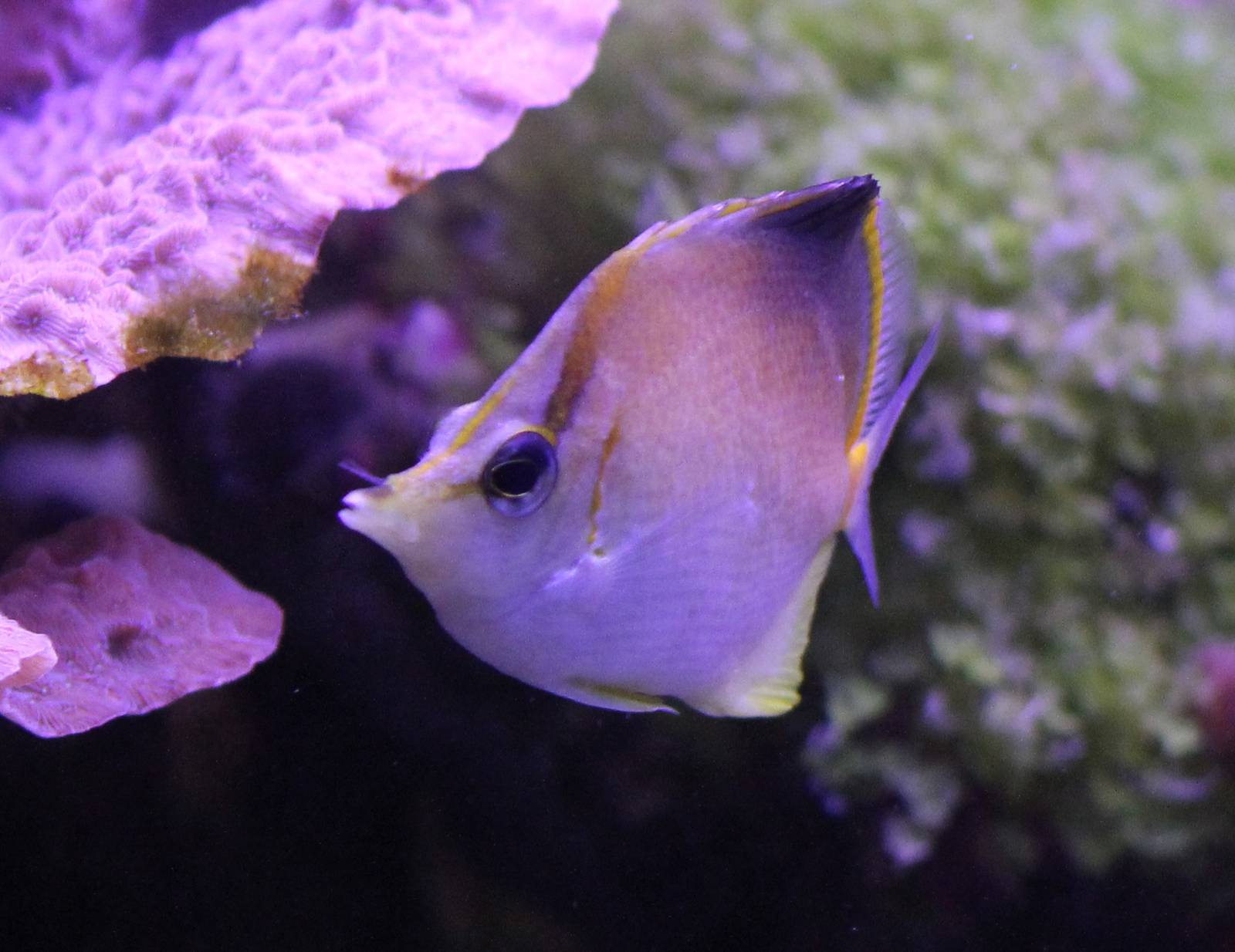 Caribbean longsnout butterflyfish - Prognathodes aculeatus