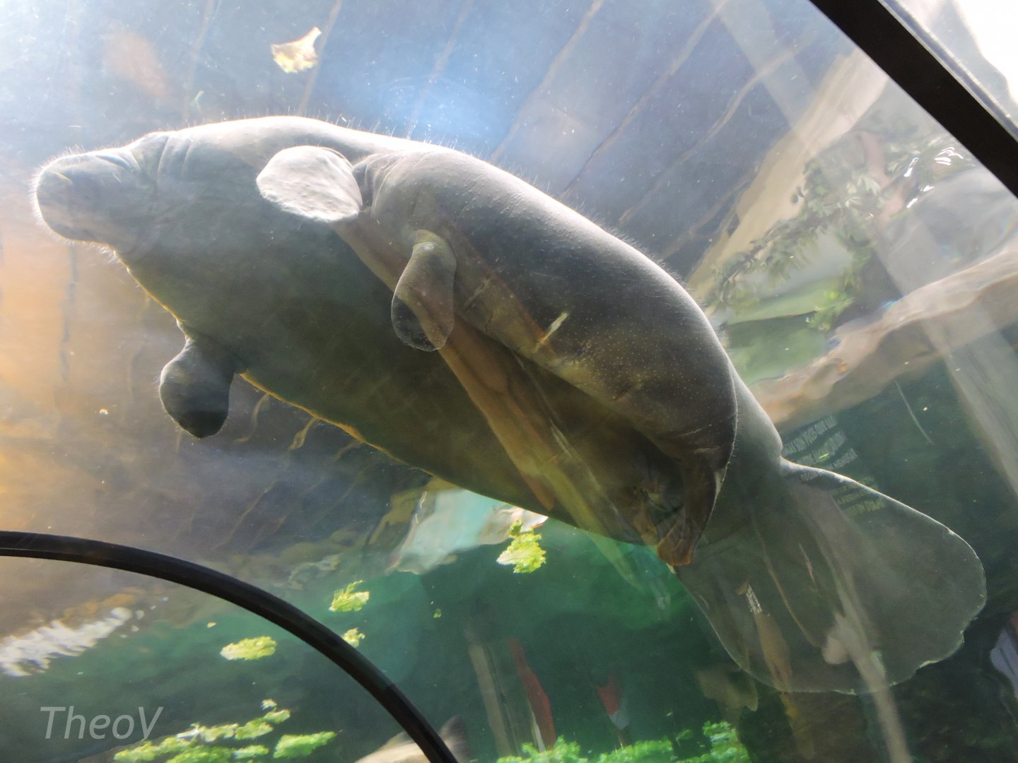 Caribbean manatee [2016]