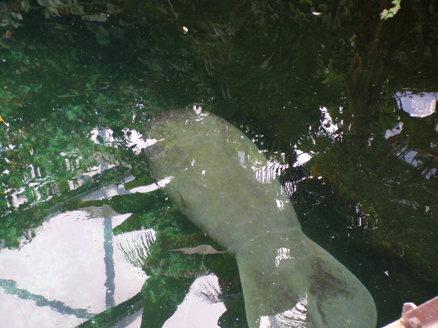 Caribbean Manatee 6.7.23