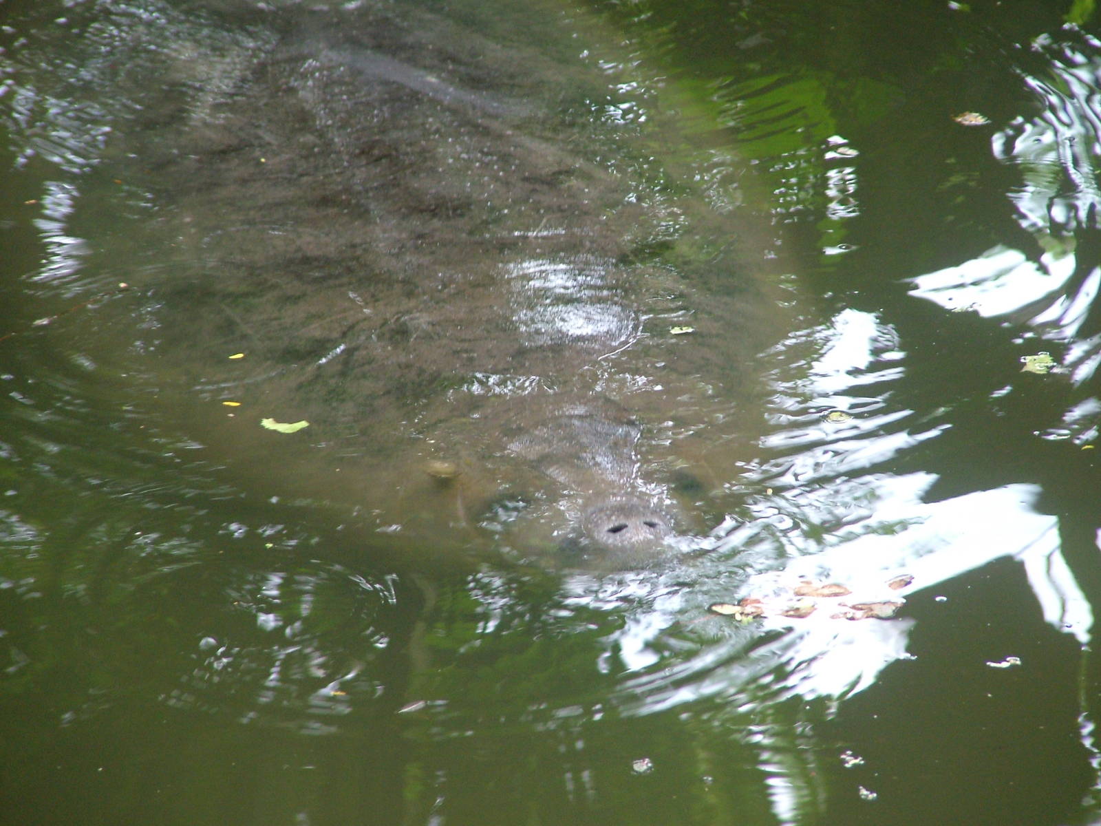 Caribbean Manatee at Burgers Zoo Arnhem, 29/08/10