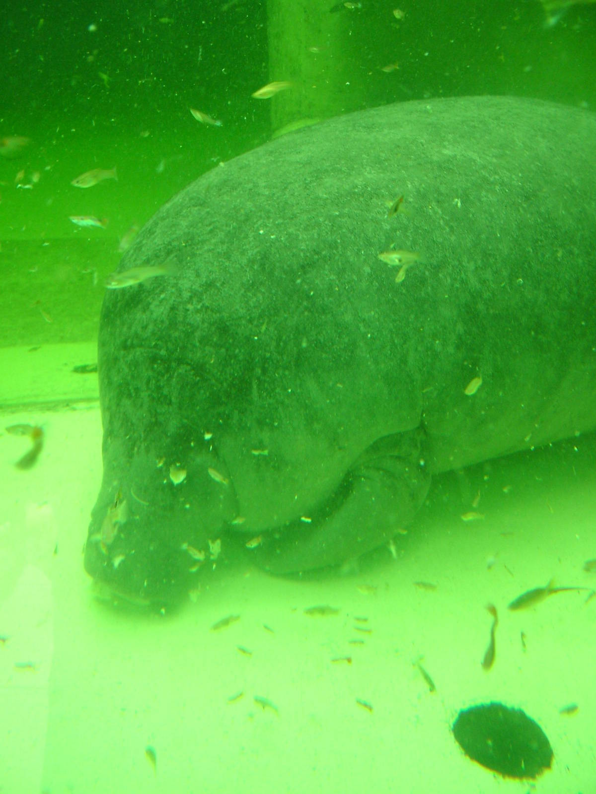 Caribbean Manatee at Tierpark Berlin, 30/08/11
