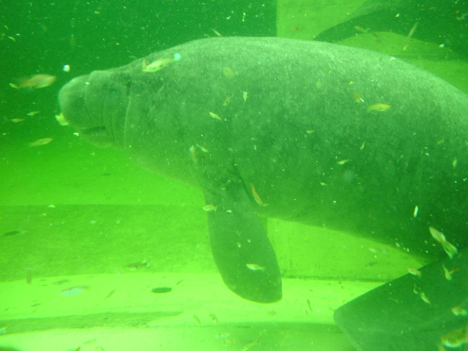 Caribbean Manatee at Tierpark Berlin, 30/08/11