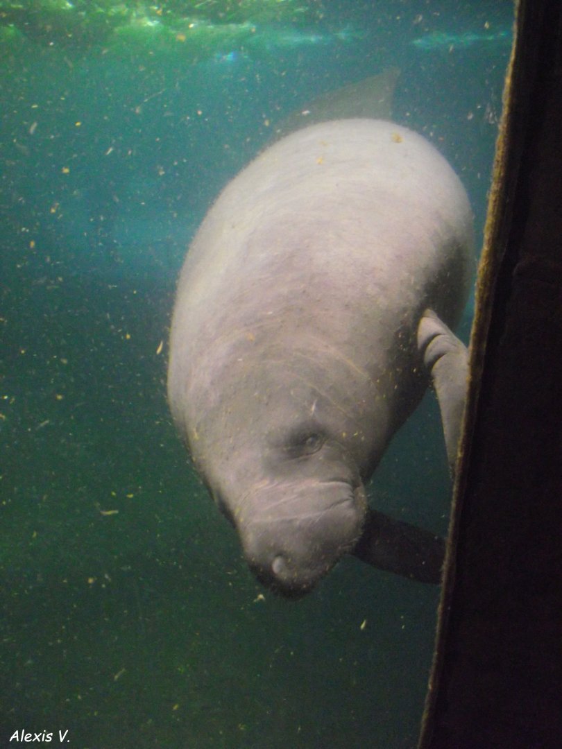 Caribbean Manatee - Zooparc de Beauval - 12/01/2025