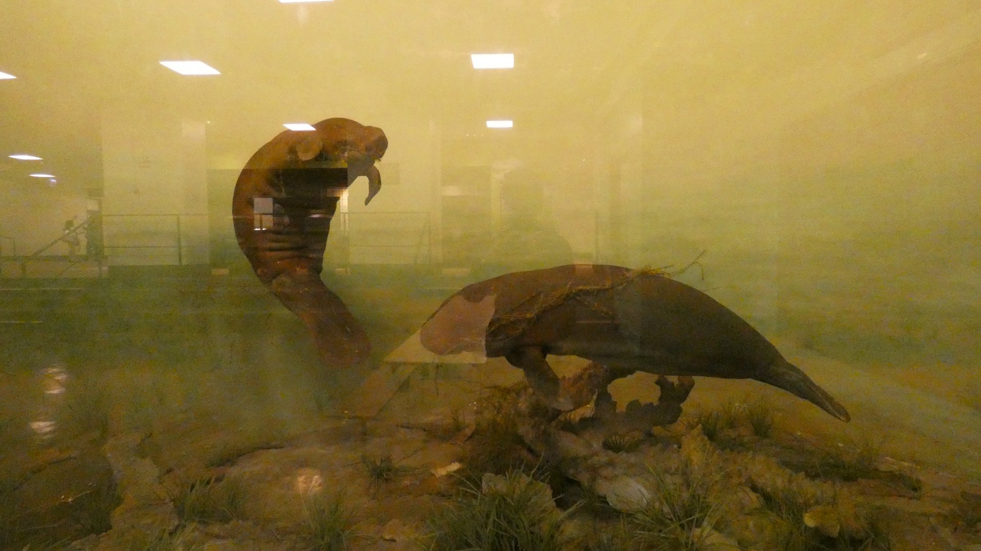 Caribbean Manatees - Feb. 2022