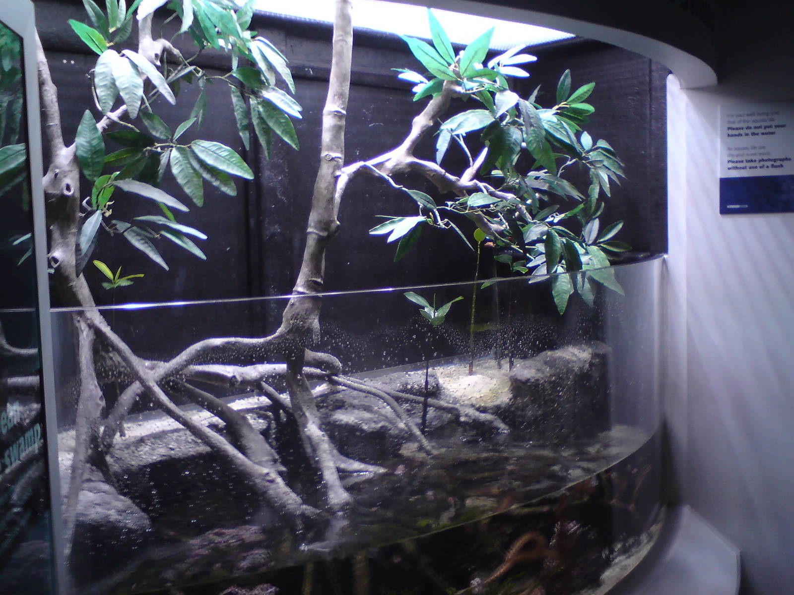 Caribbean mangrove swamp tank