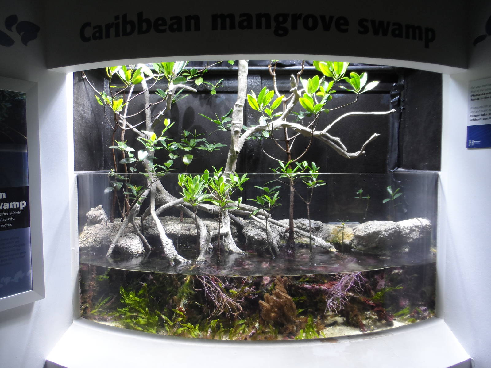 Caribbean Mangrove Swamp