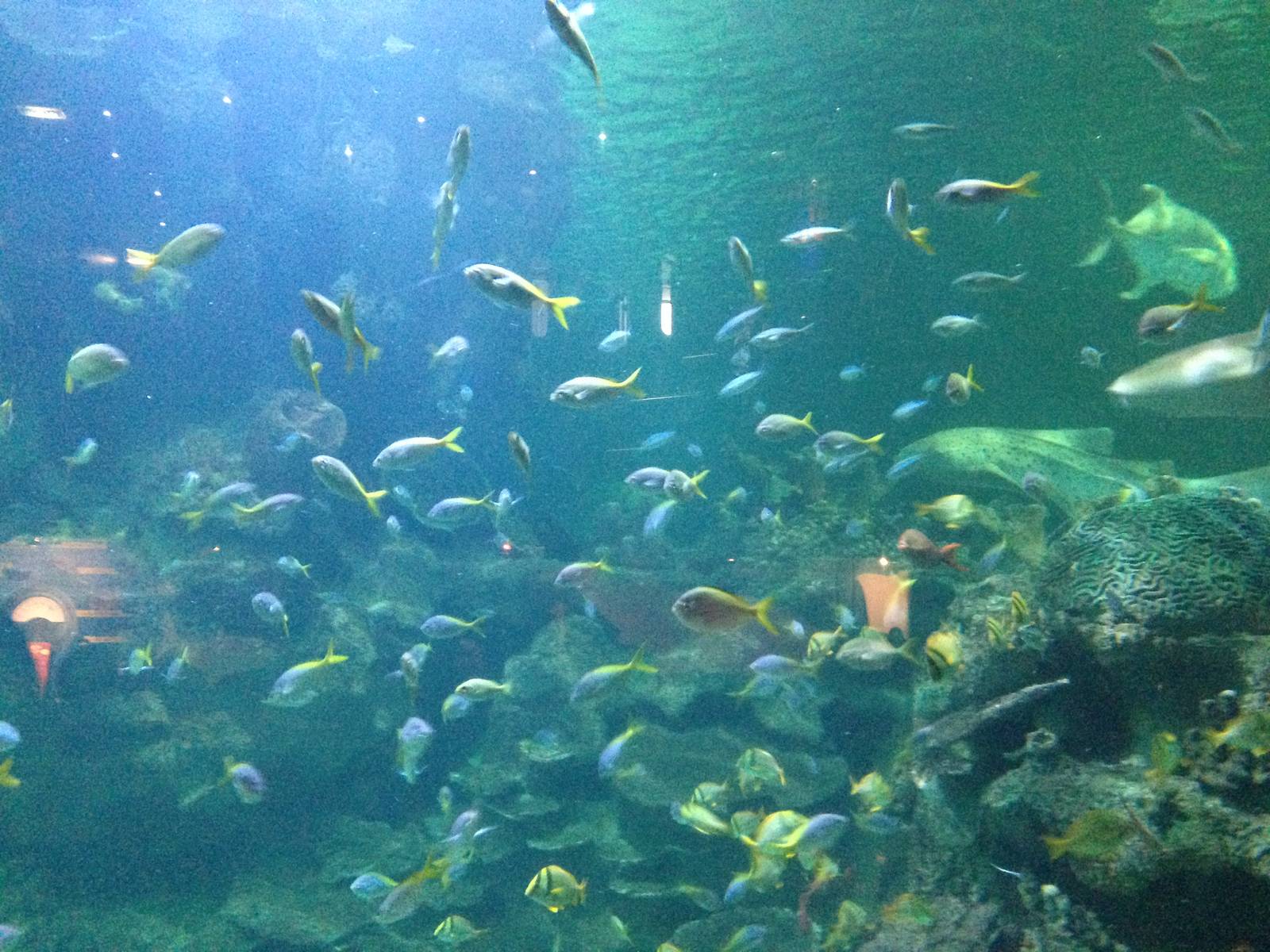 Caribbean Reef Exhibit at Blue Planet Aquarium - 05/10/2013