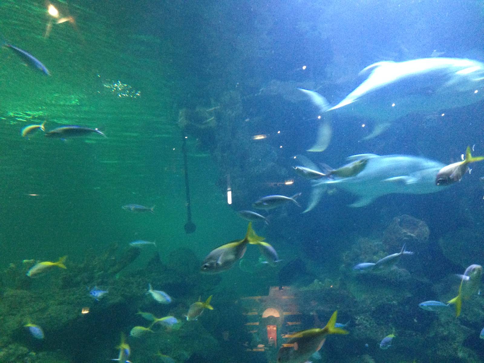 Caribbean Reef Exhibit at Blue Planet Aquarium - 05/10/2013