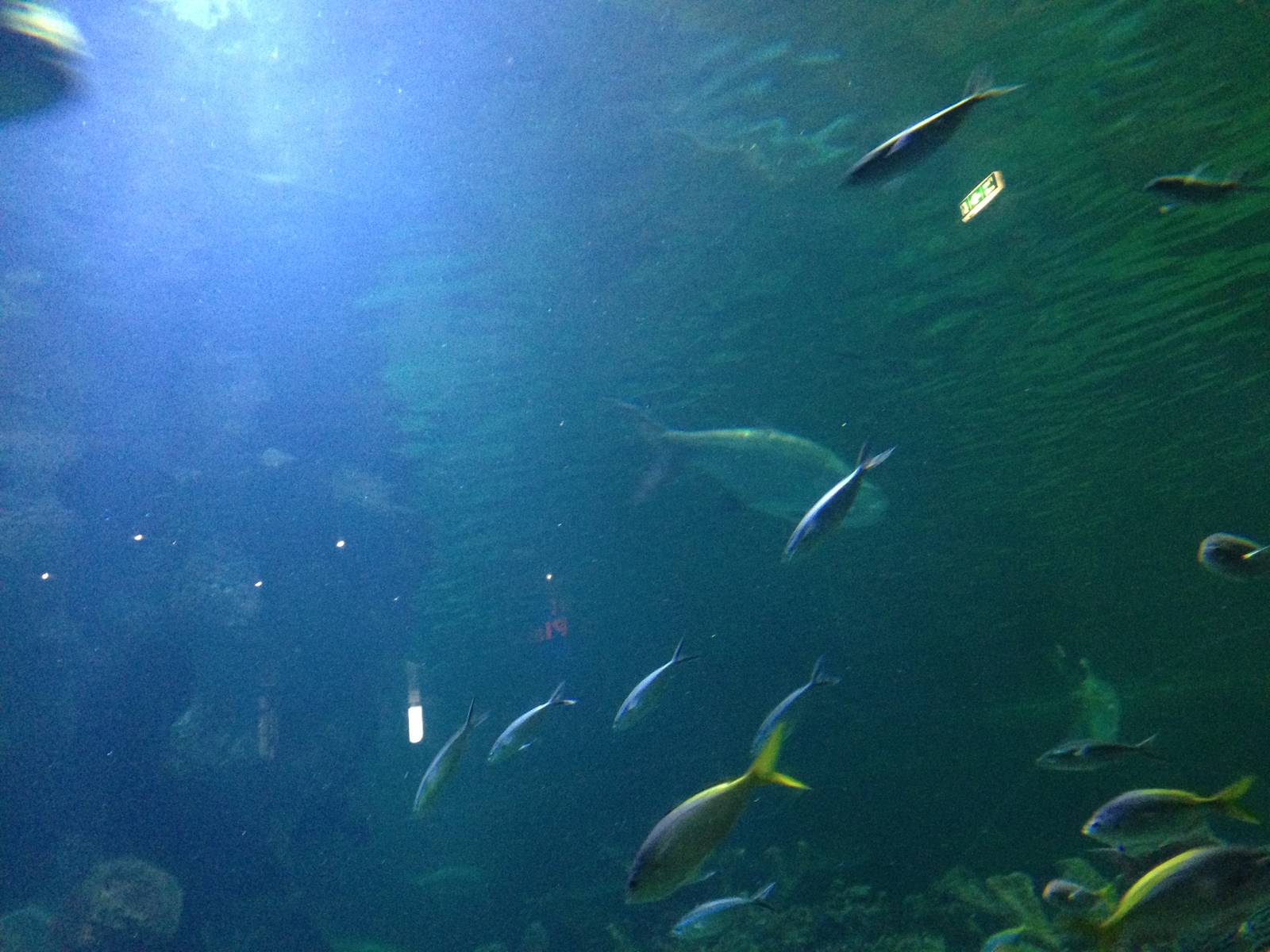 Caribbean Reef Exhibit at Blue Planet Aquarium - 05/10/2013