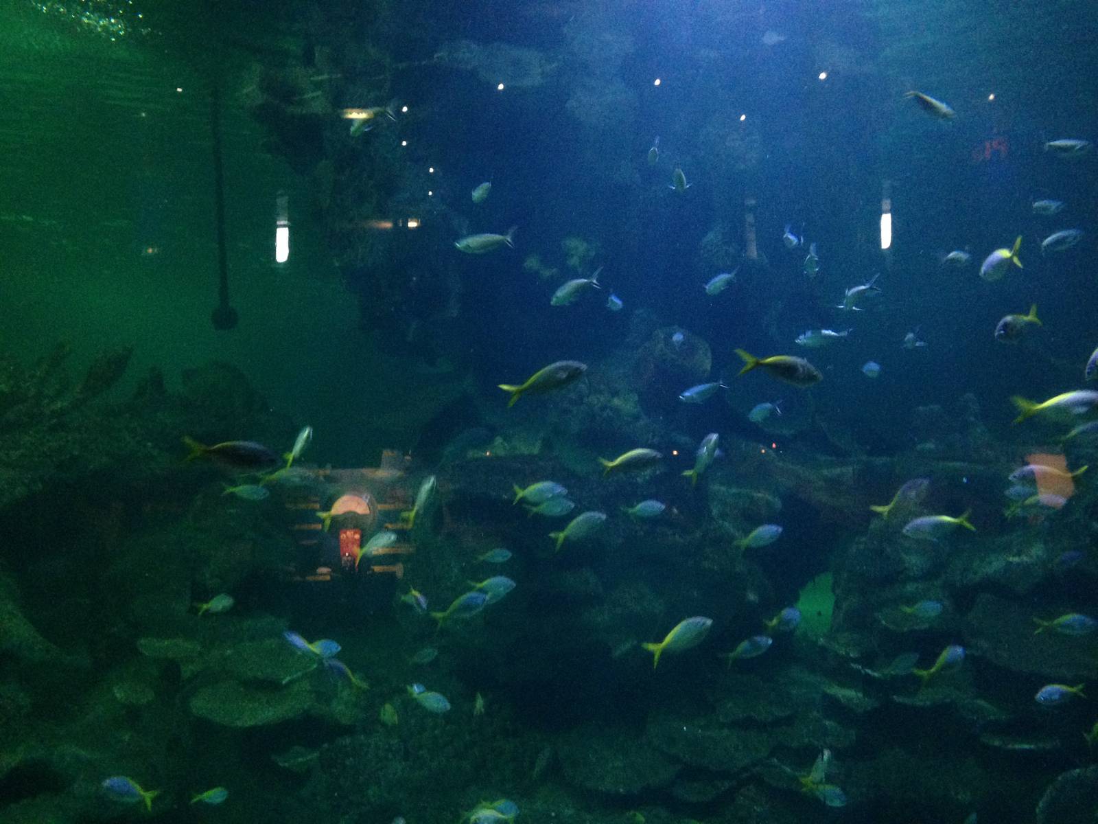 Caribbean Reef Exhibit at Blue Planet Aquarium - 05/10/2013