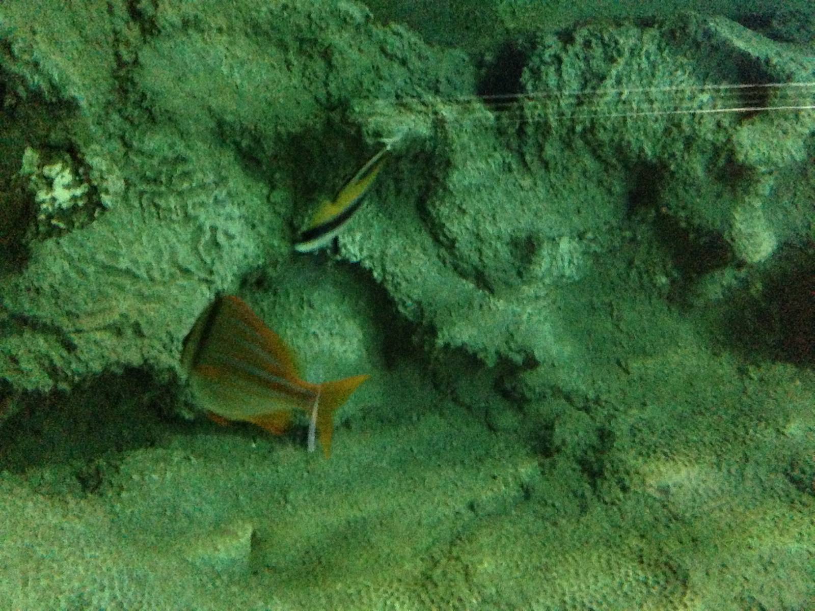 Caribbean Reef Exhibit at Blue Planet Aquarium - 05/10/2013