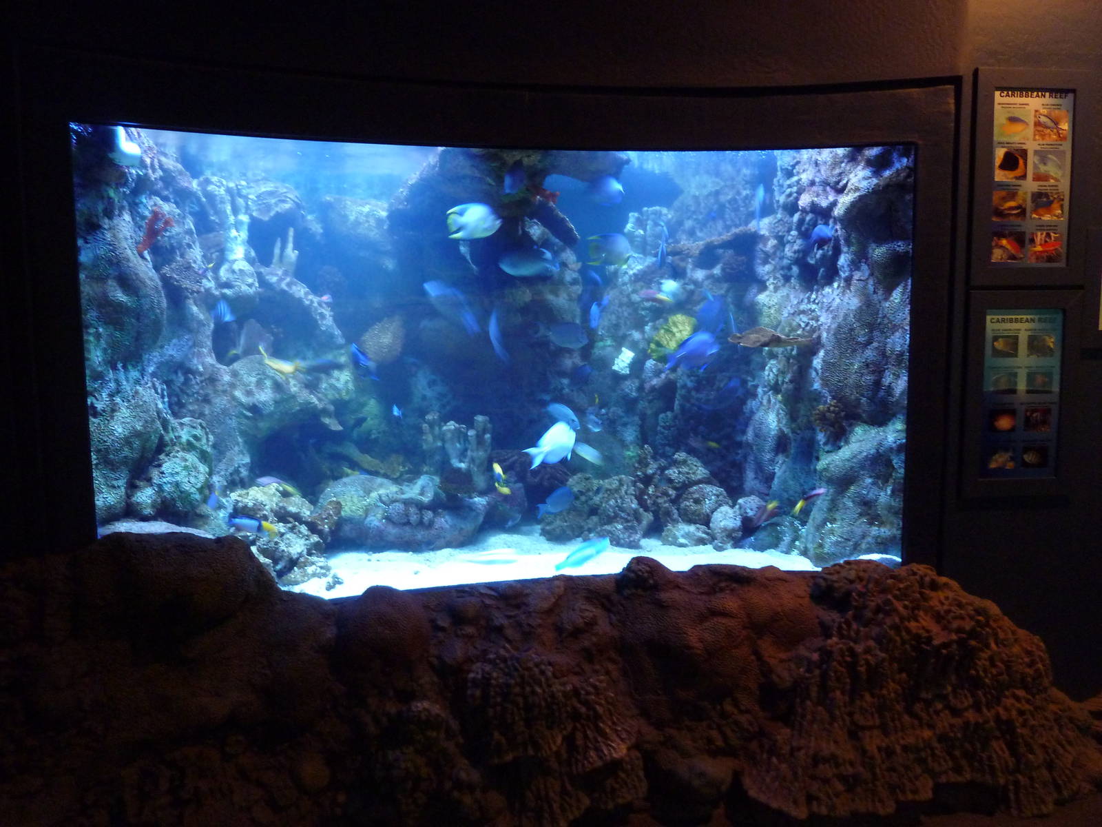 Caribbean Reef Exhibit