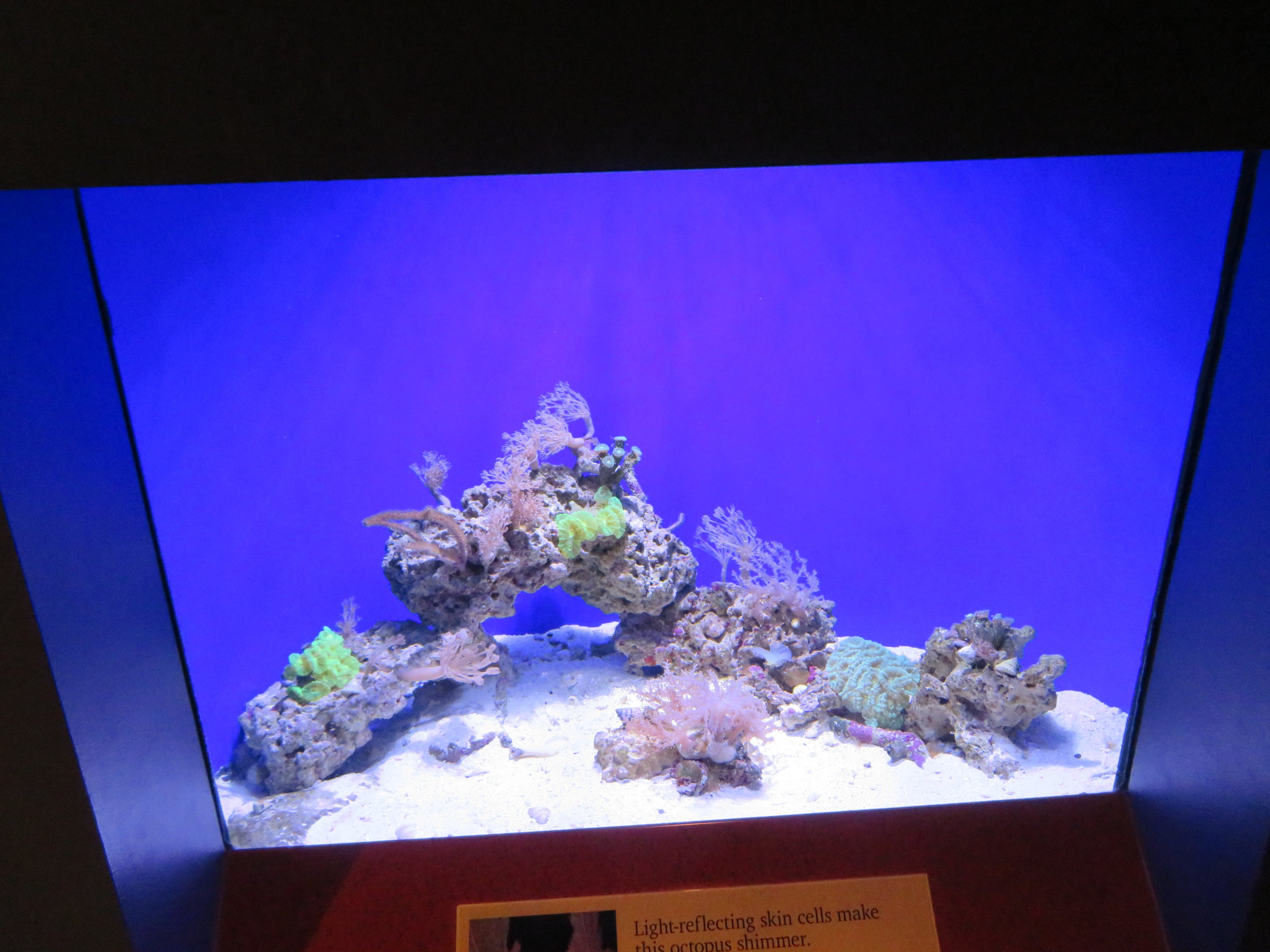 Caribbean Reef Octopus Tank