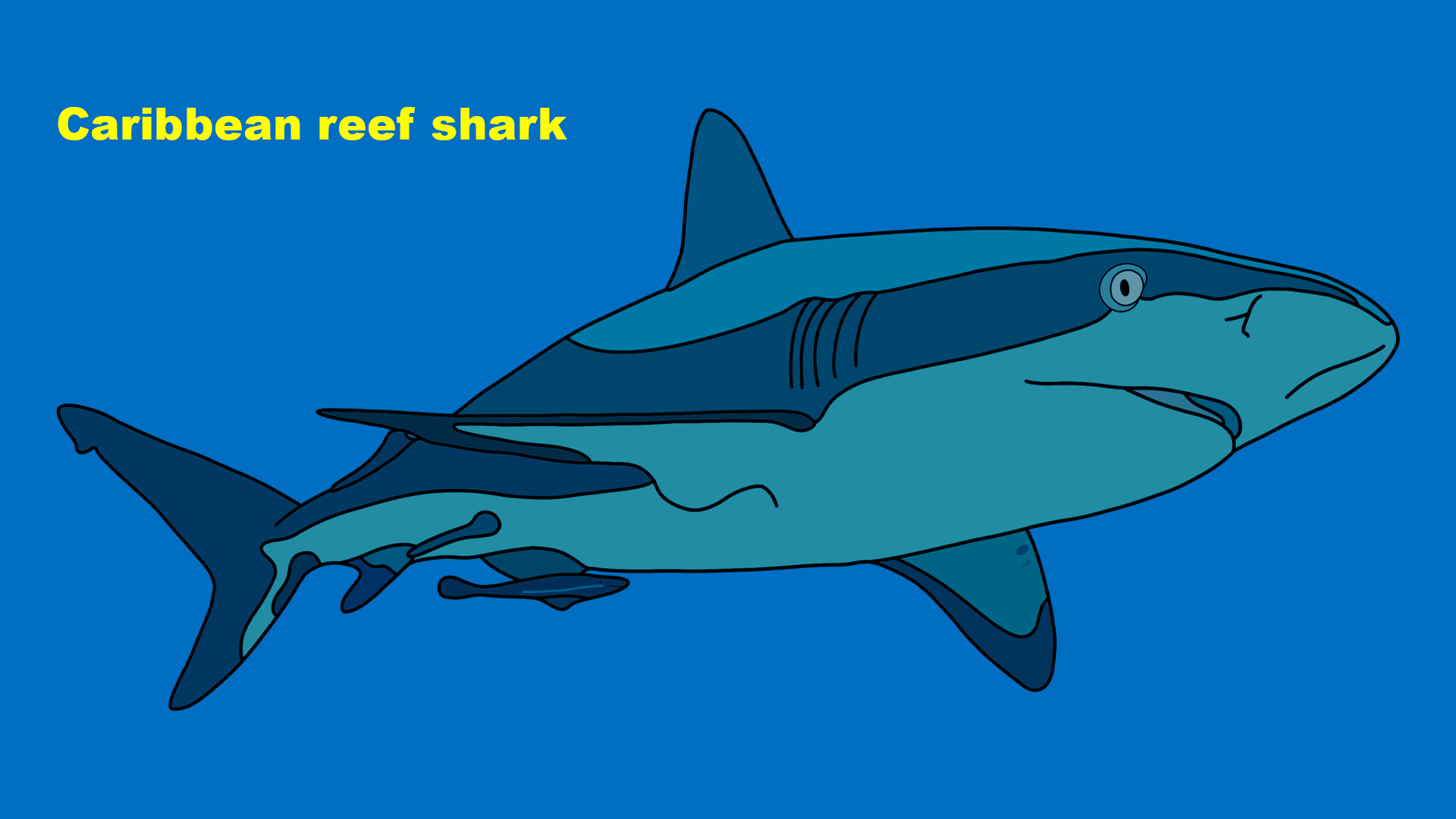 Caribbean reef shark (Carcharhinus perezi)