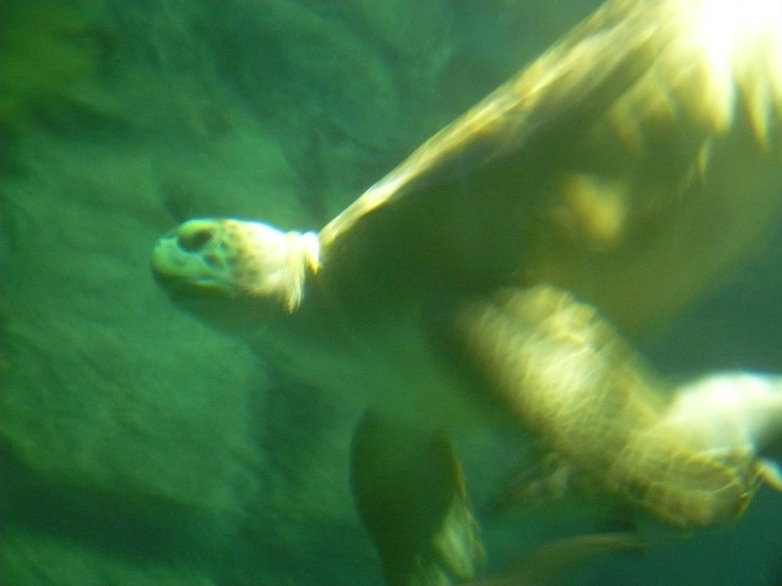 Caribbean Reef Tank- Green Sea Turtle