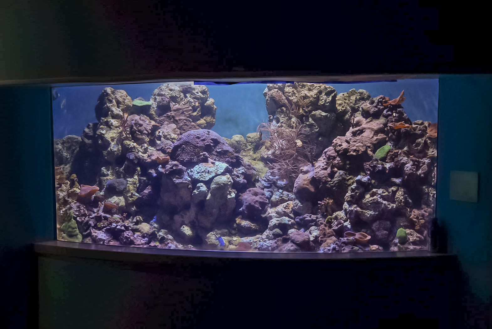 Caribbean Reef Tank (Twilight Zone Gallery)