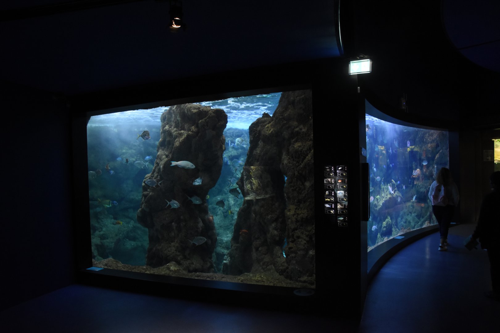 Caribbean reef tank