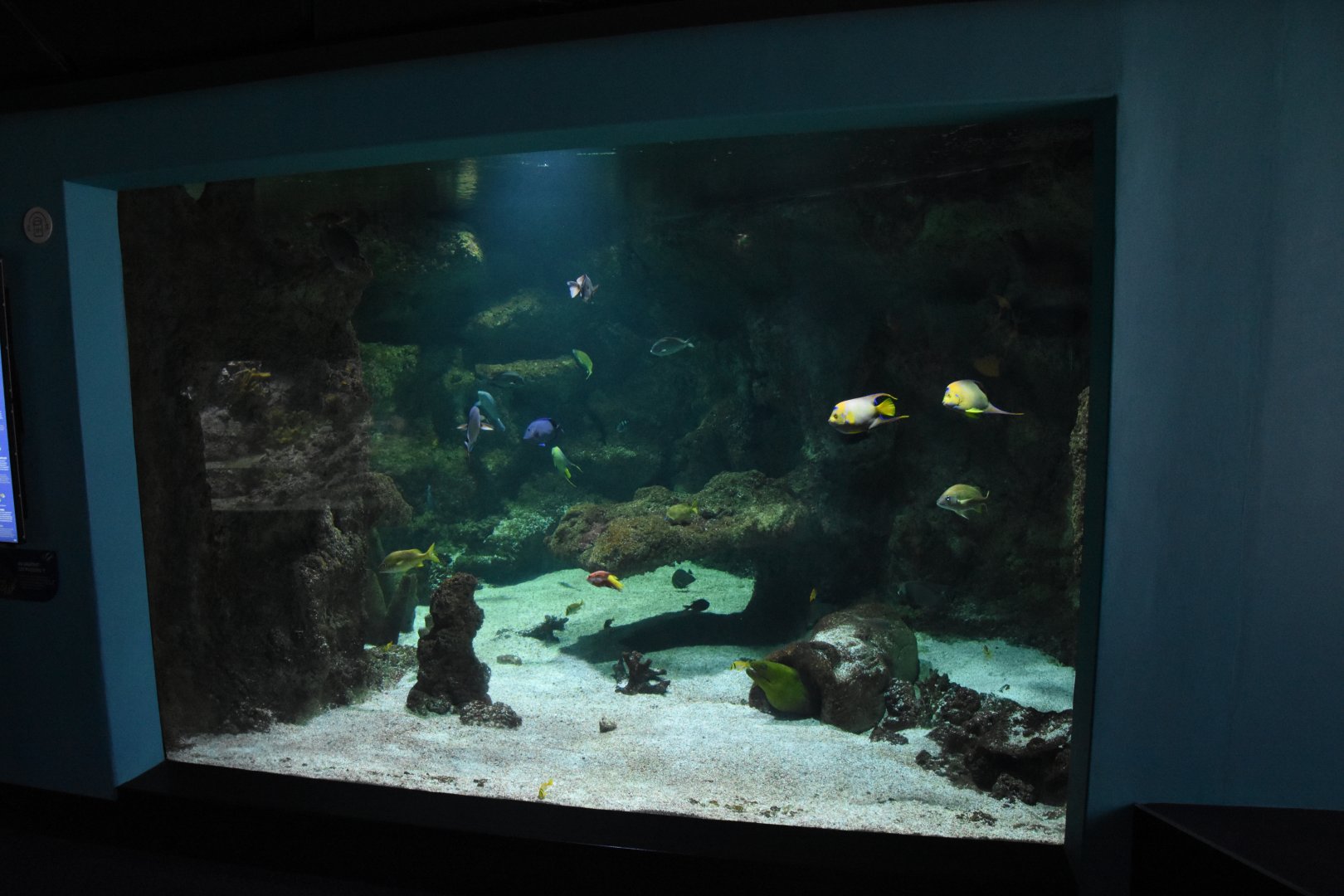 Caribbean reef tank