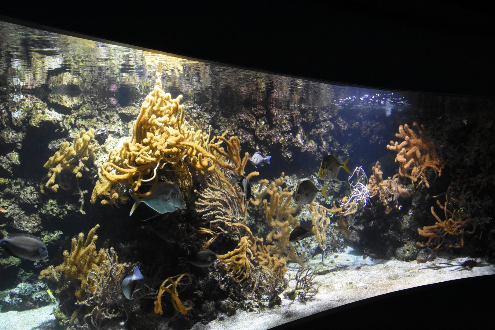 Caribbean reef tank