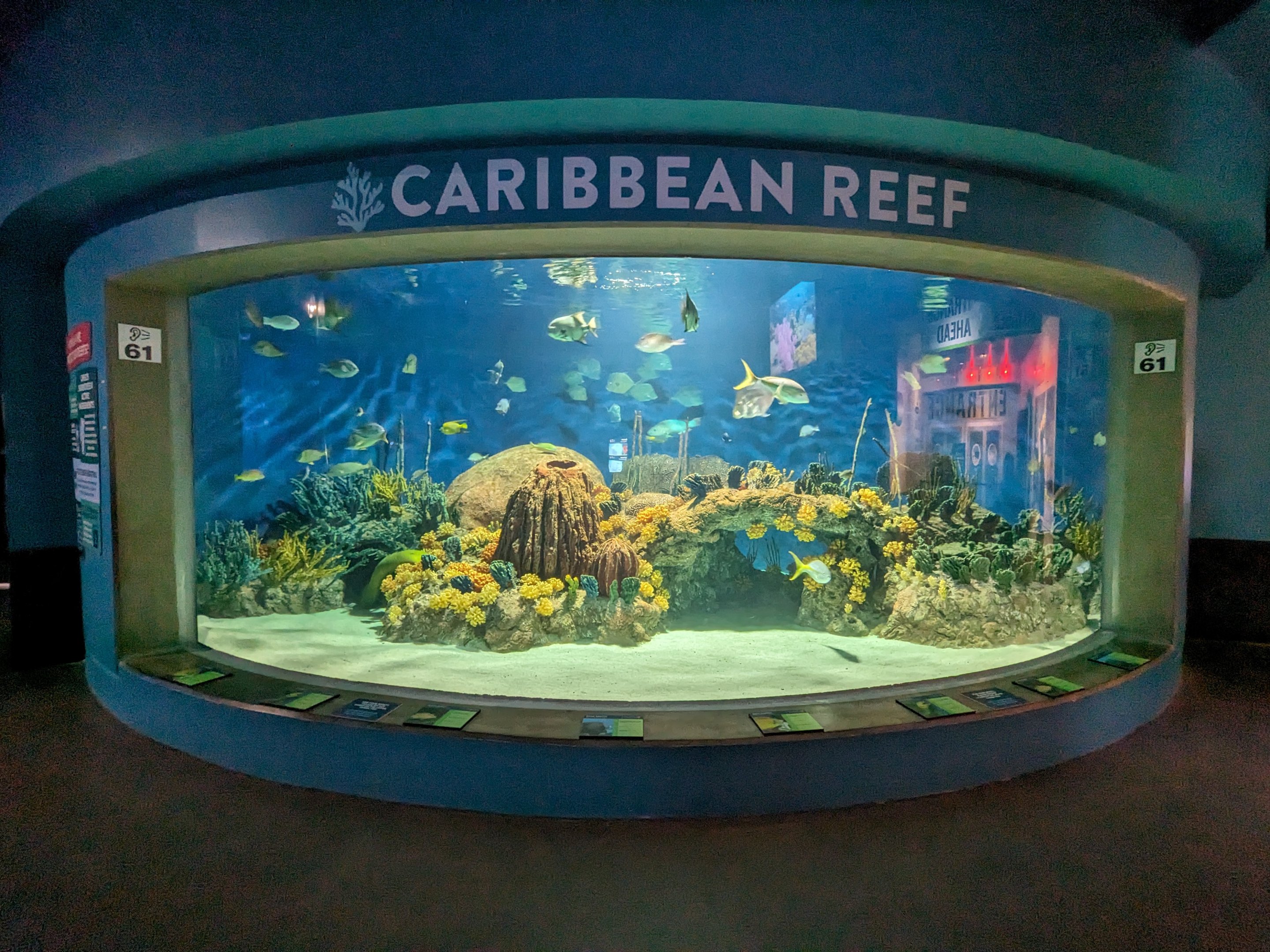 Caribbean Reef tank