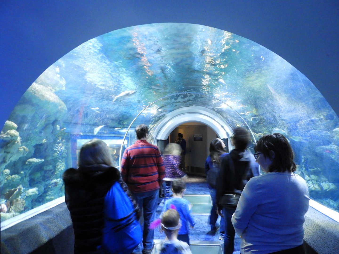 Caribbean Reef tunnel tank - Reiman Aquarium