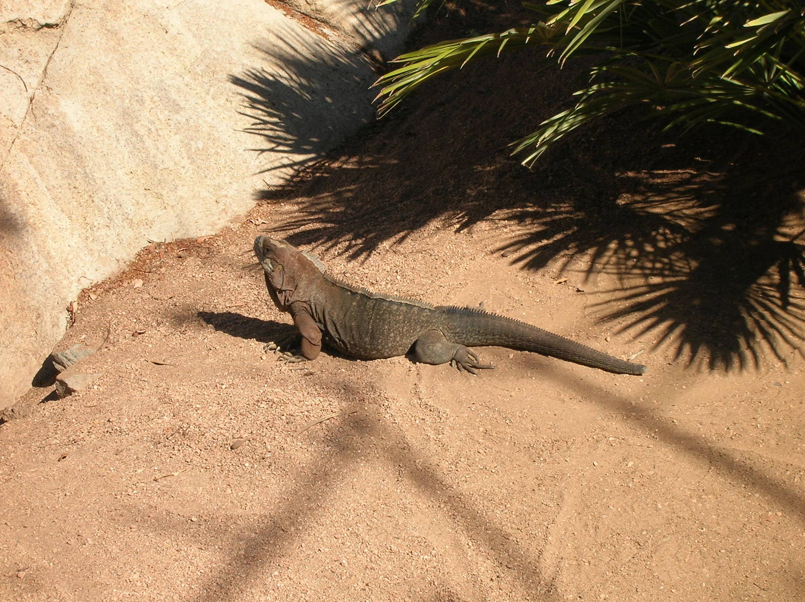 Caribbean Rock Iguana