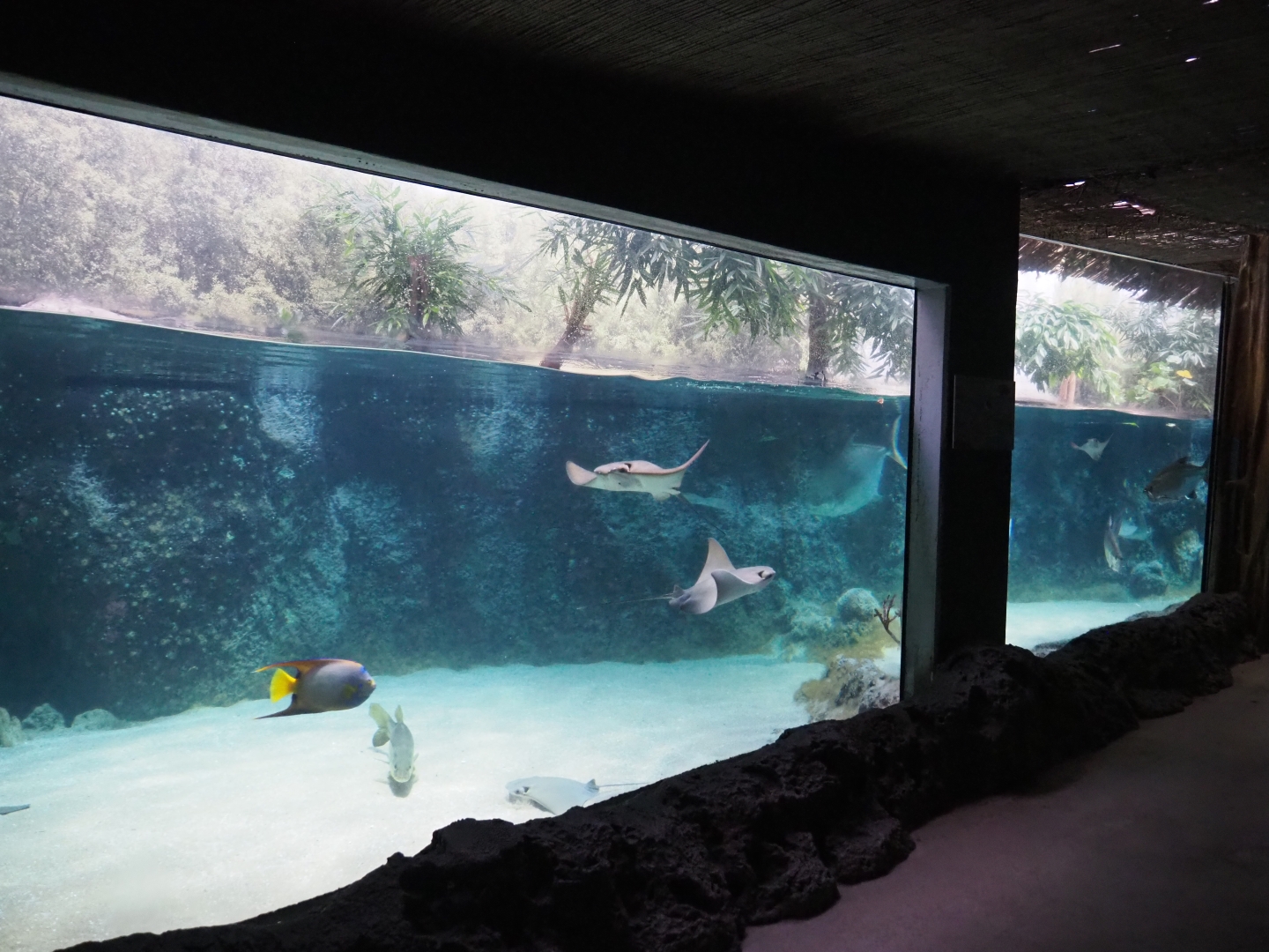 Caribbean sandy beachside tank (Nov 10th, 2018)