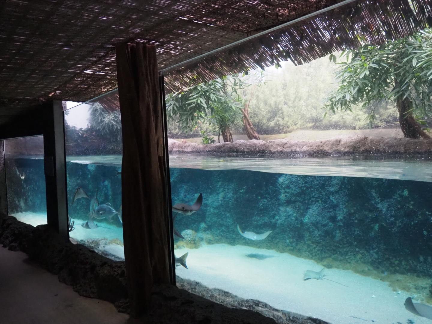 Caribbean sandy beachside tank (Nov 10th, 2018)