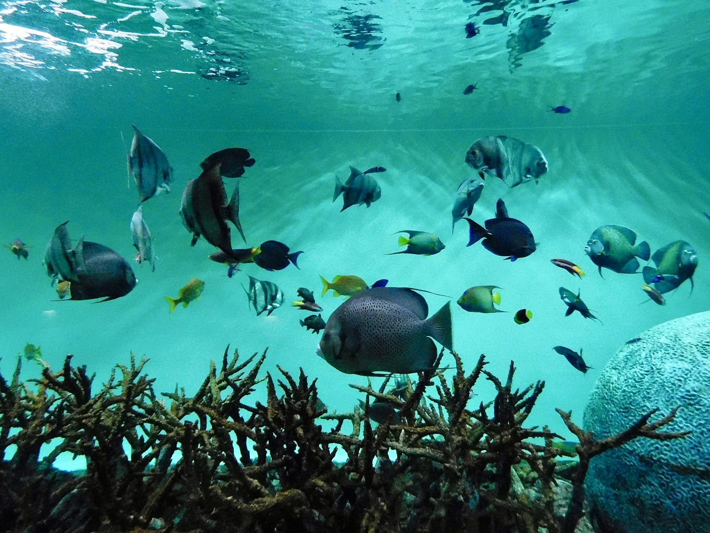 Caribbean Sea Tank November 8, 2025