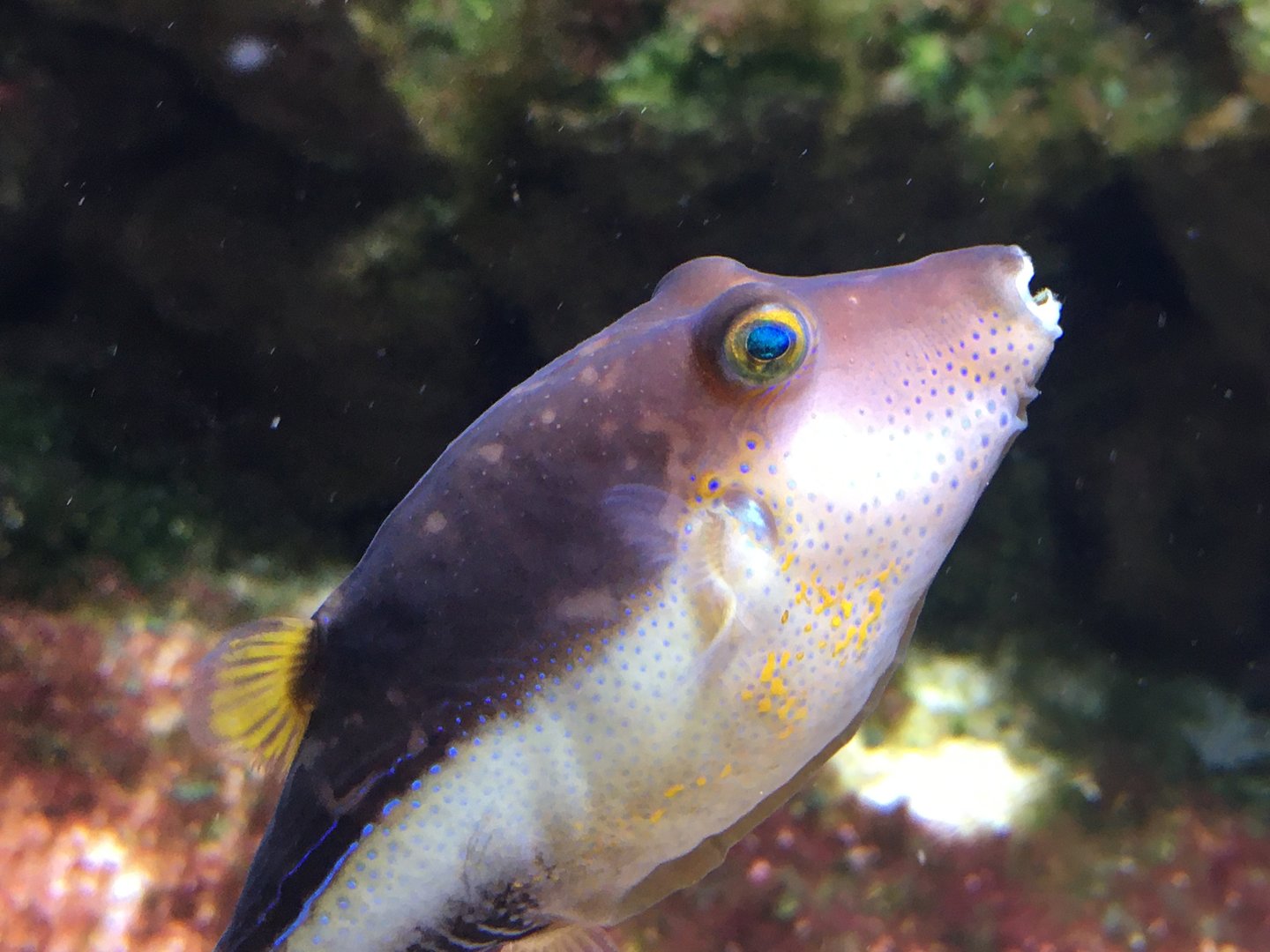Caribbean Sharp-Nosed Puffer (Canthigaster rostrata)