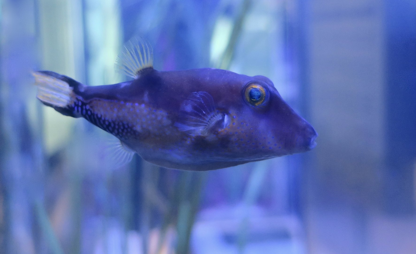 Caribbean Sharpnose Puffer (Canthigaster rostrata)
