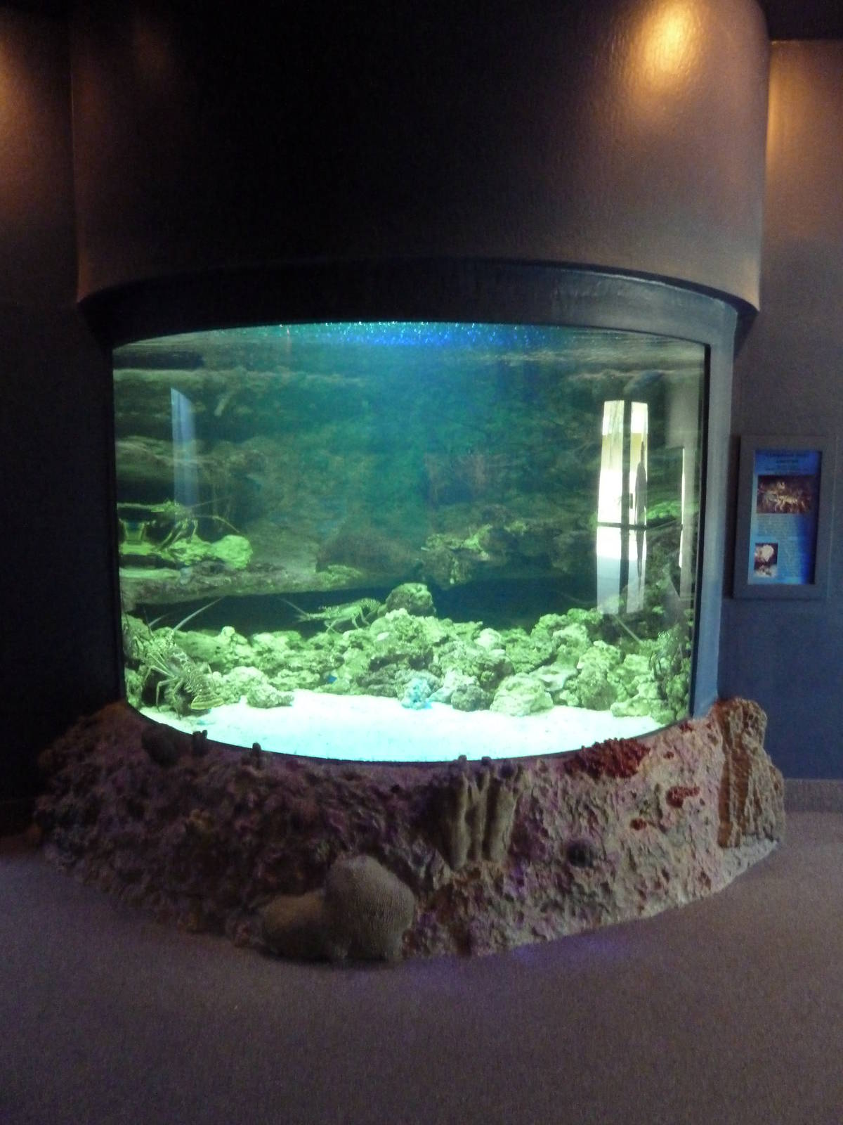 Caribbean Spiny Lobster Exhibit